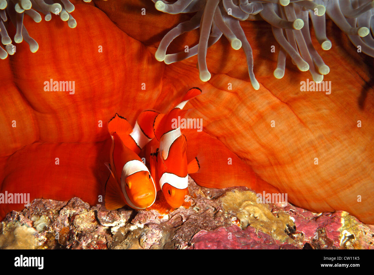 Pair of Clown Anemonefish, Amphiprion percula, tending eggs laid at base of the host Magnificent Anemone, Heteractis magnifica. Stock Photo