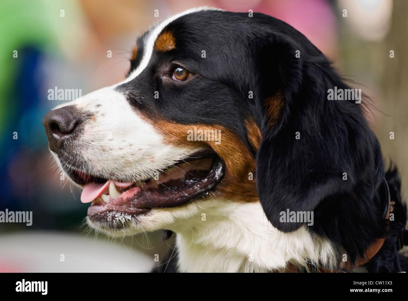 Portrait of a Young Bernese Mountain Dog Stock Photo