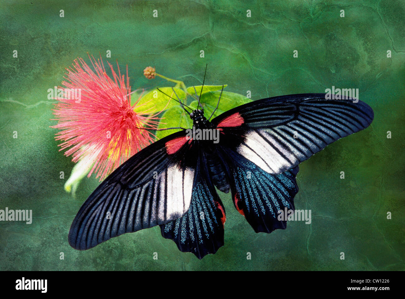 Artistic Rendering of a Great Mormon Buterfly on Mimosa Stock Photo