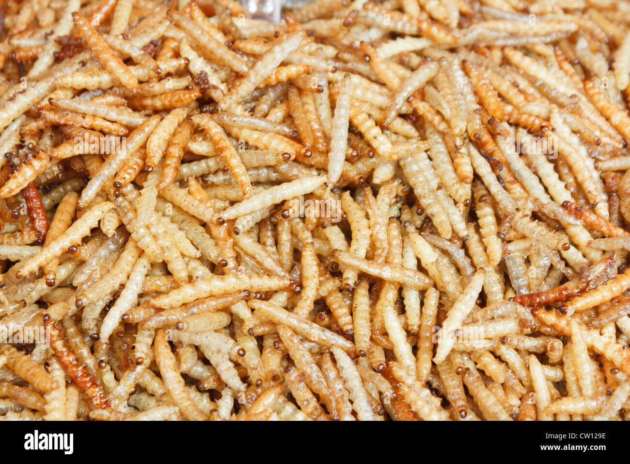 Bamboo worm hi-res stock photography and images - Alamy