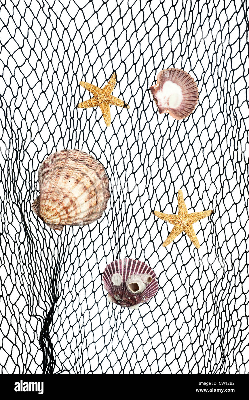 Seashells and starfish caught in a green fishing net for use as an aquatic inference or decorative background. Stock Photo