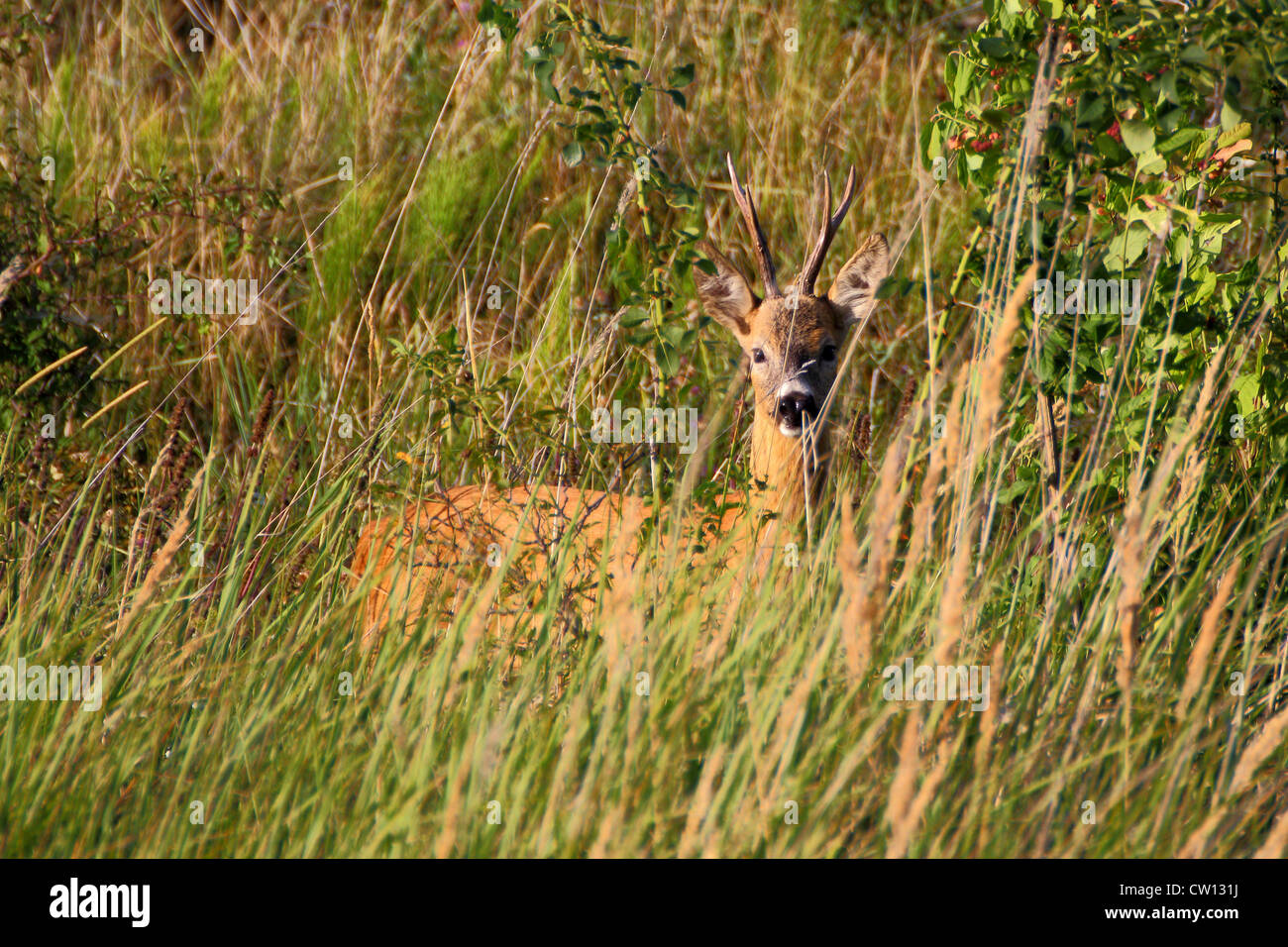 beautiful wild roe deer buck in the big grass Stock Photo