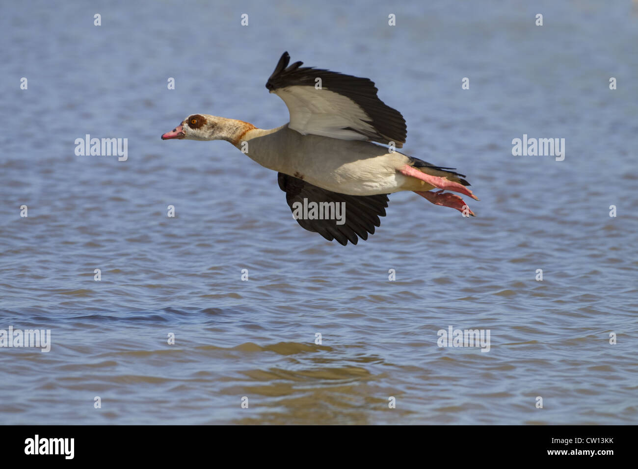 adult Egyptian Goose Alopochen aegyptiacus in flight Stock Photo
