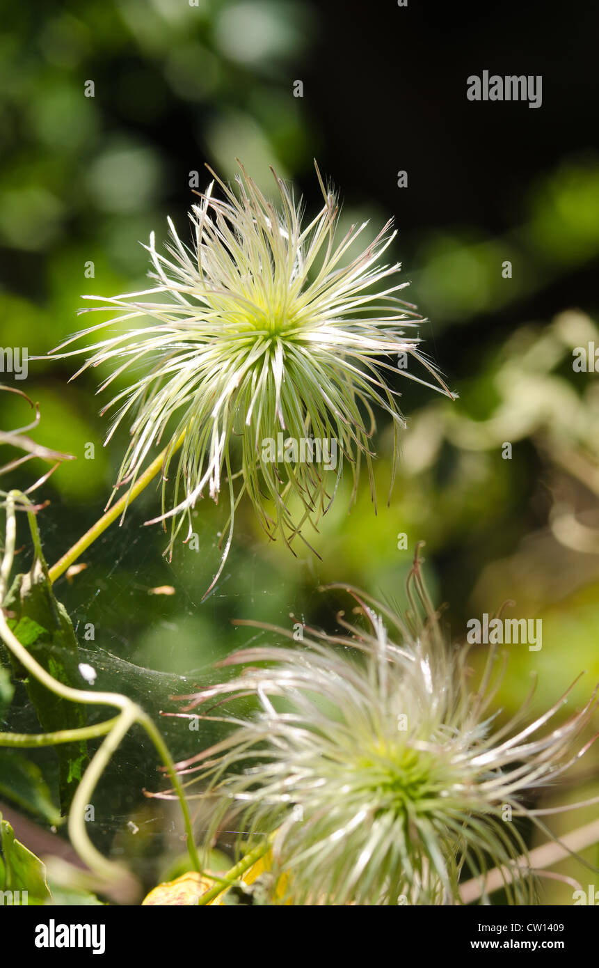 Attractive clematis climber wispy fluffy soft seed heads slender thread wind dispersal Stock Photo