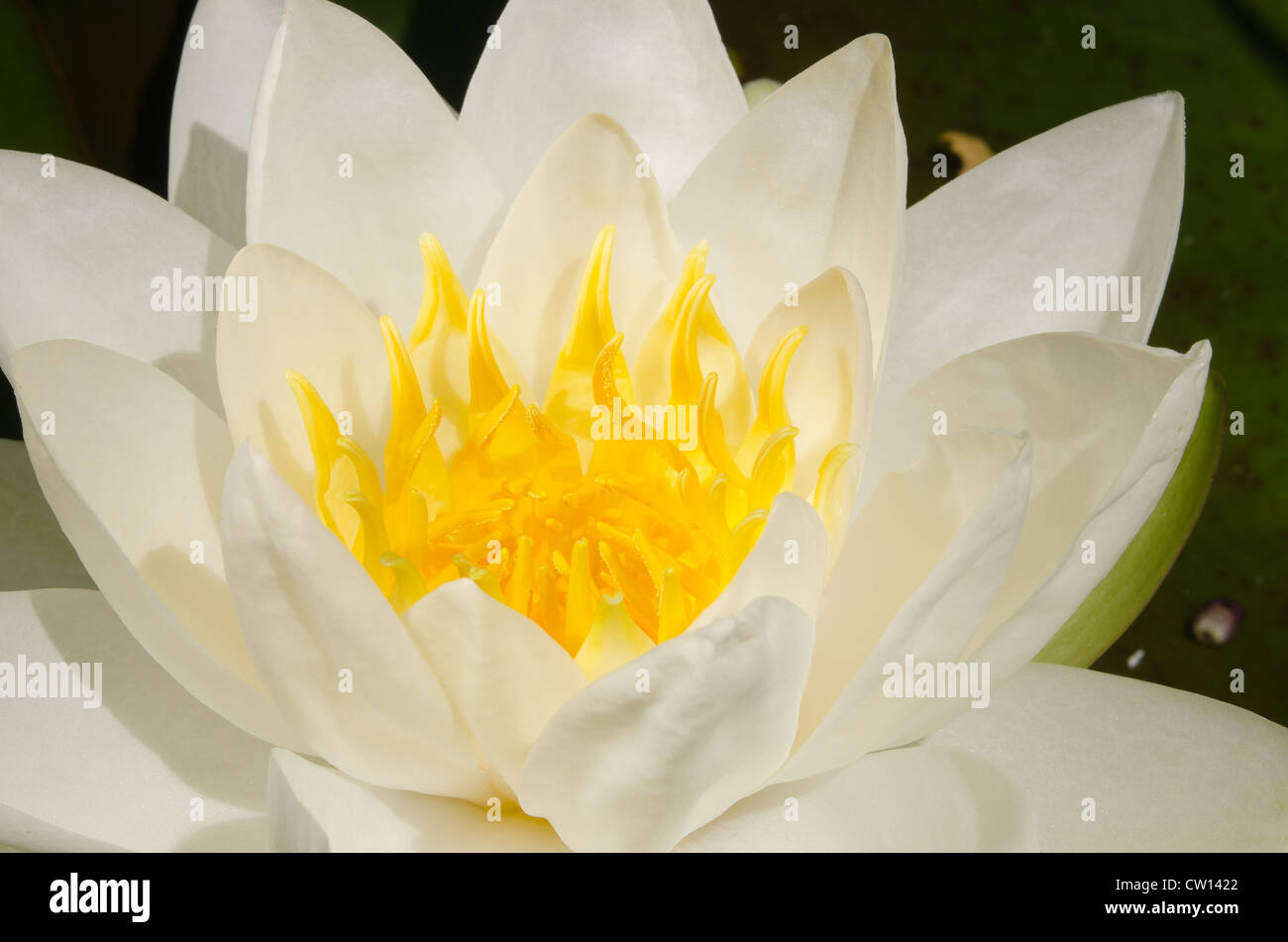 detail of white water lily flower Nymphaea alba showing anther and stamen Stock Photo