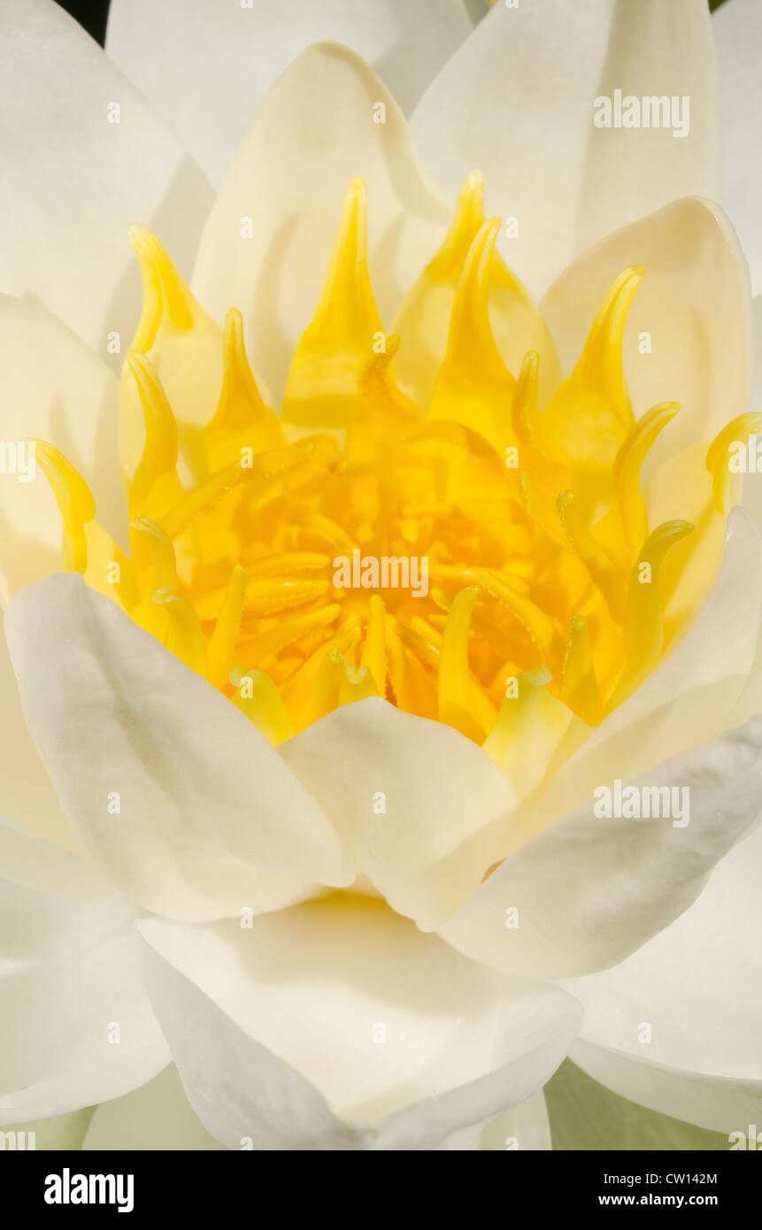 detail of white water lily flower Nymphaea alba showing anther and stamen Stock Photo