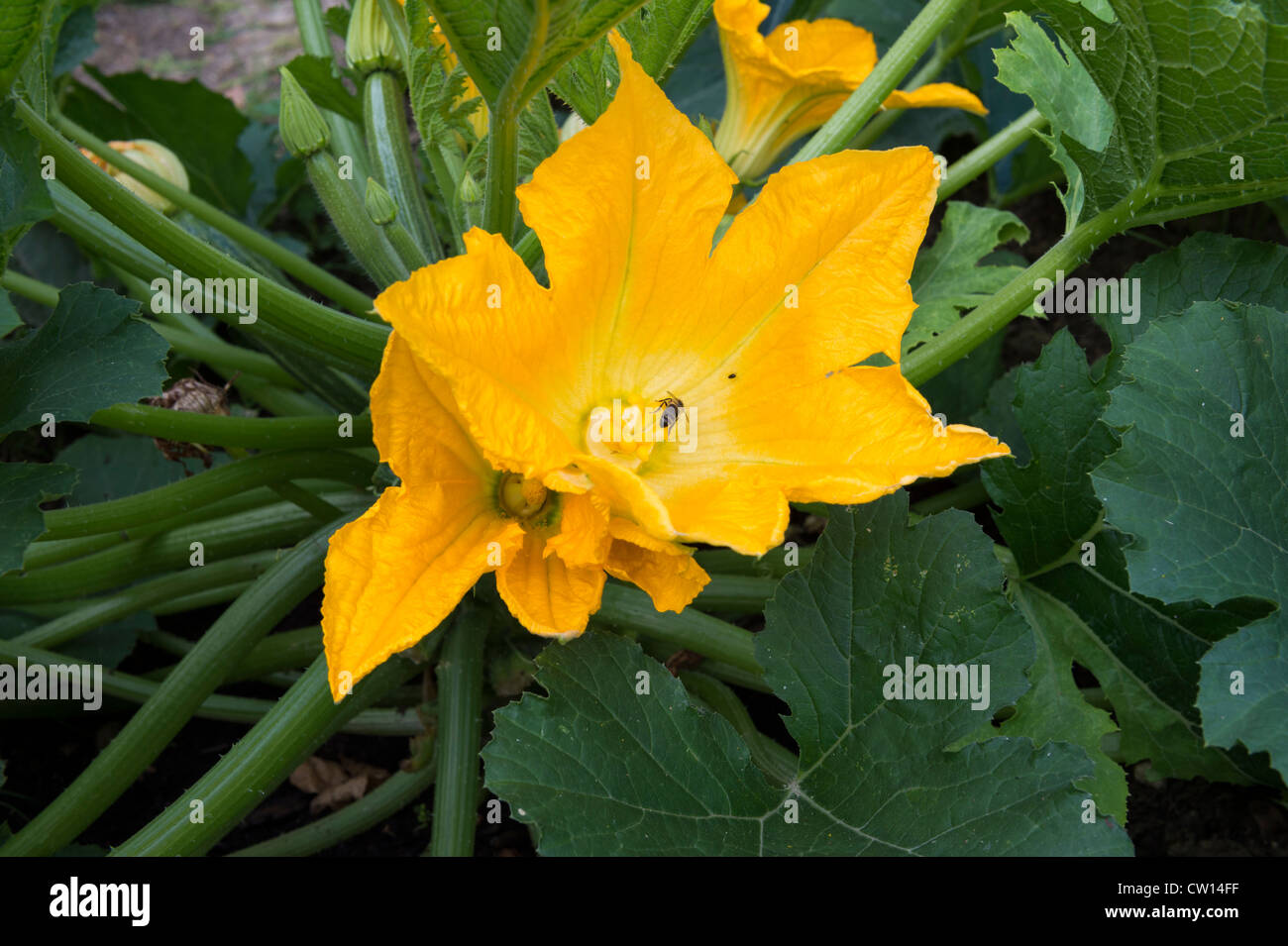 Courgettes in Flower with Pollinating Honey Bee 'Apis mellifera' Stock