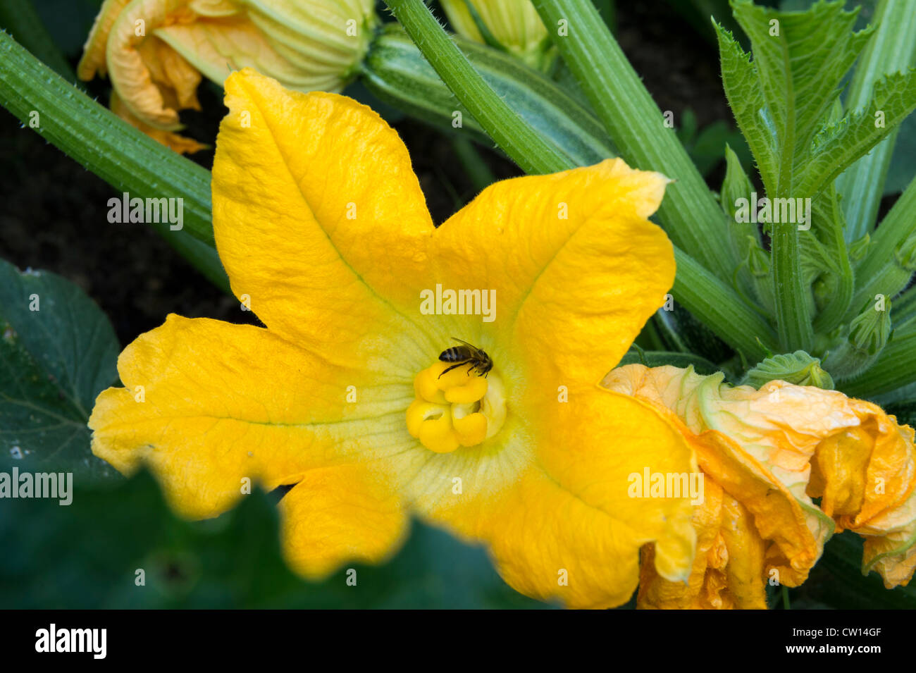 Courgettes in Flower with Pollinating Honey Bee 'Apis mellifera' Stock
