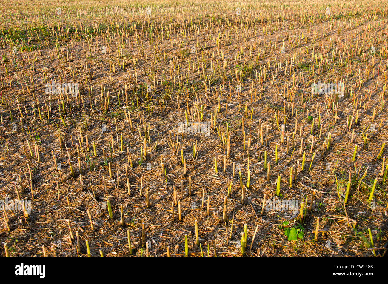 summer end morning rapes field background after harvest Stock Photo - Alamy