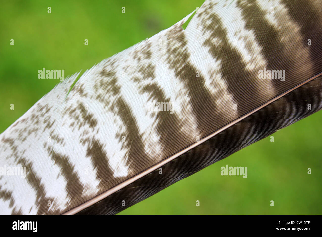 Common Buzzard Buteo buteo Feather Stock Photo Alamy