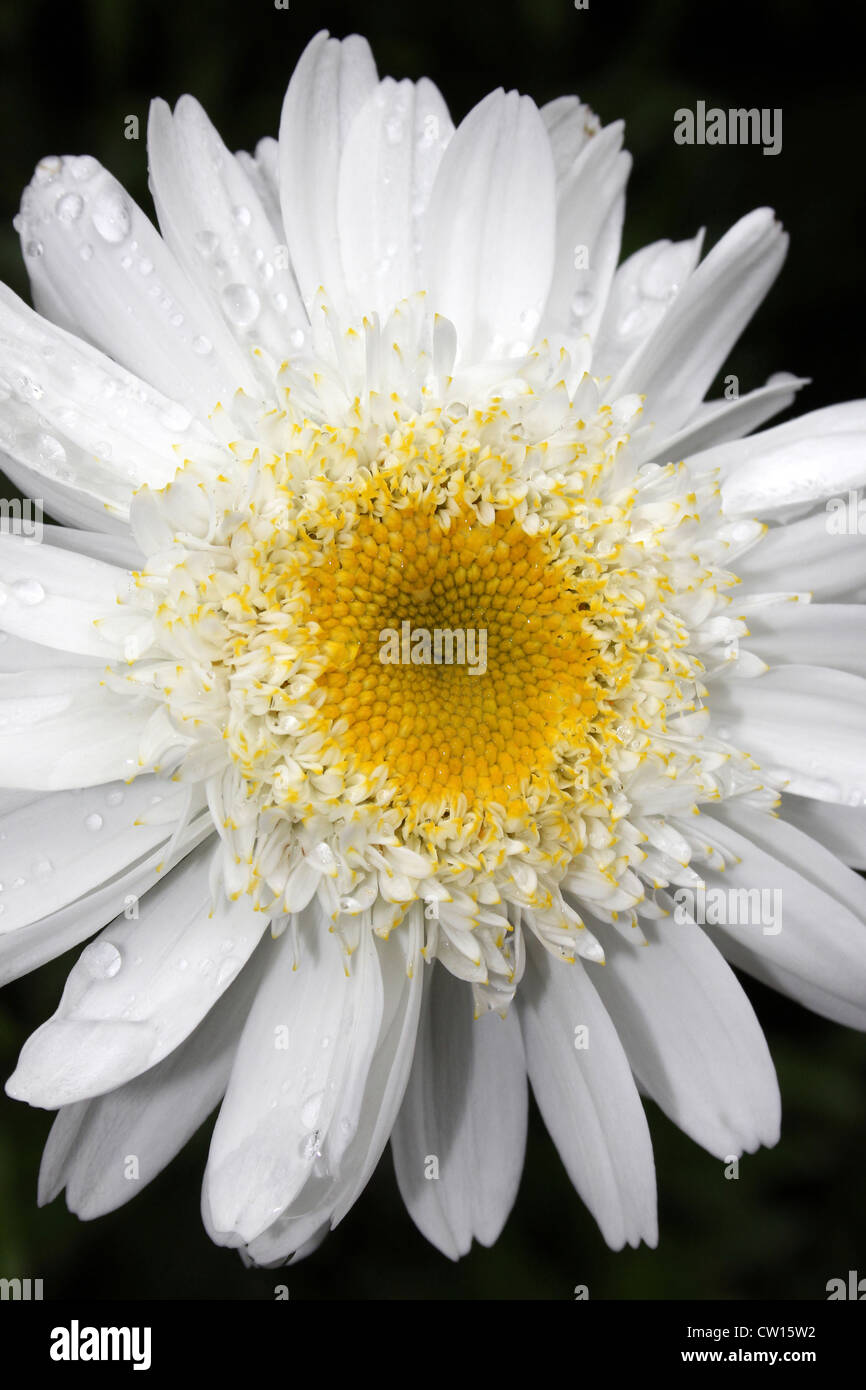 White chrysanthemum asteraceae hi-res stock photography and images - Alamy