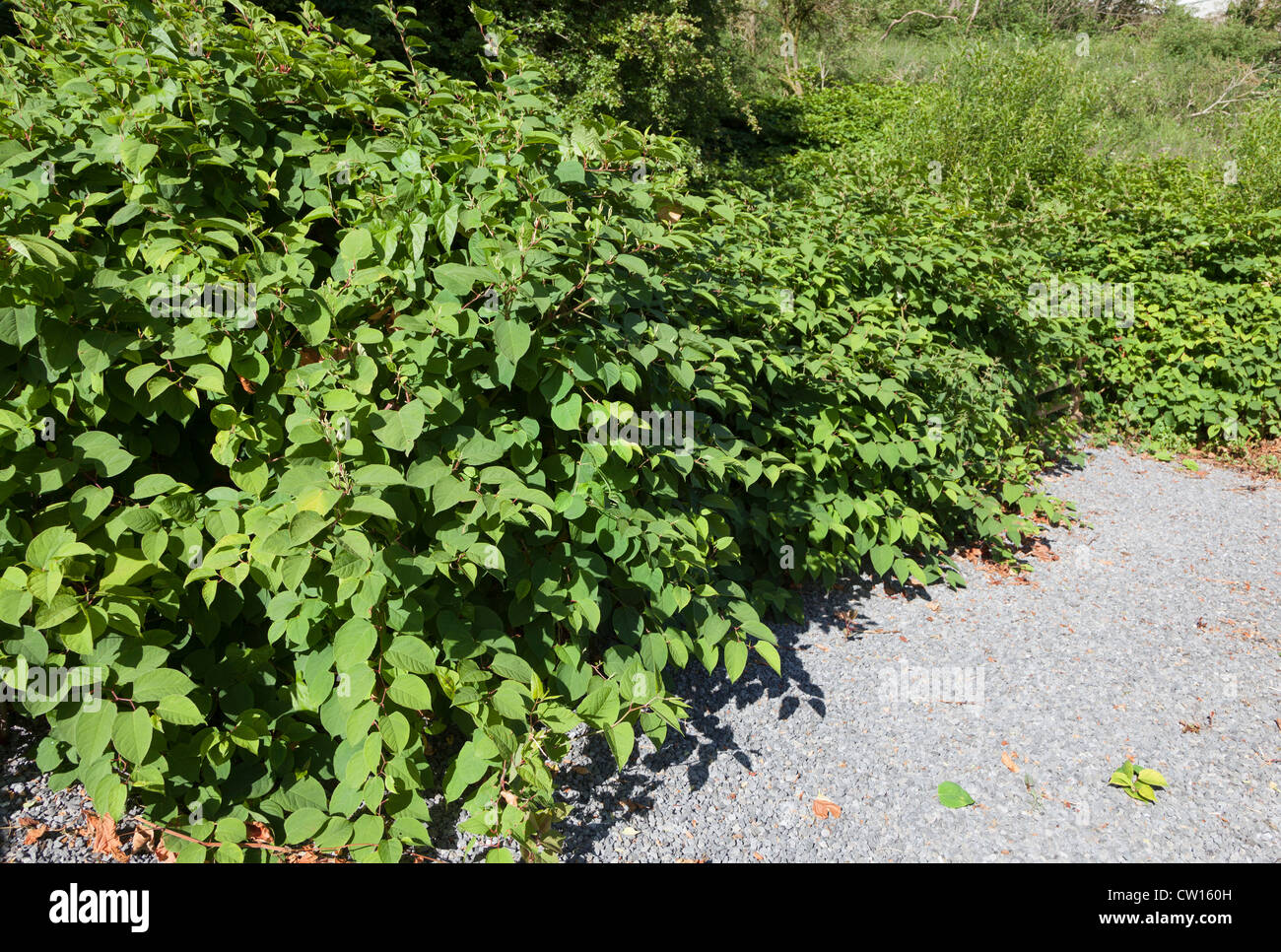 Japanese knotweed, Fallopia japonica, syn. Polygonum cuspidatum, Reynoutria japonica, at edge of path, Blaenavon, Wales, UK Stock Photo