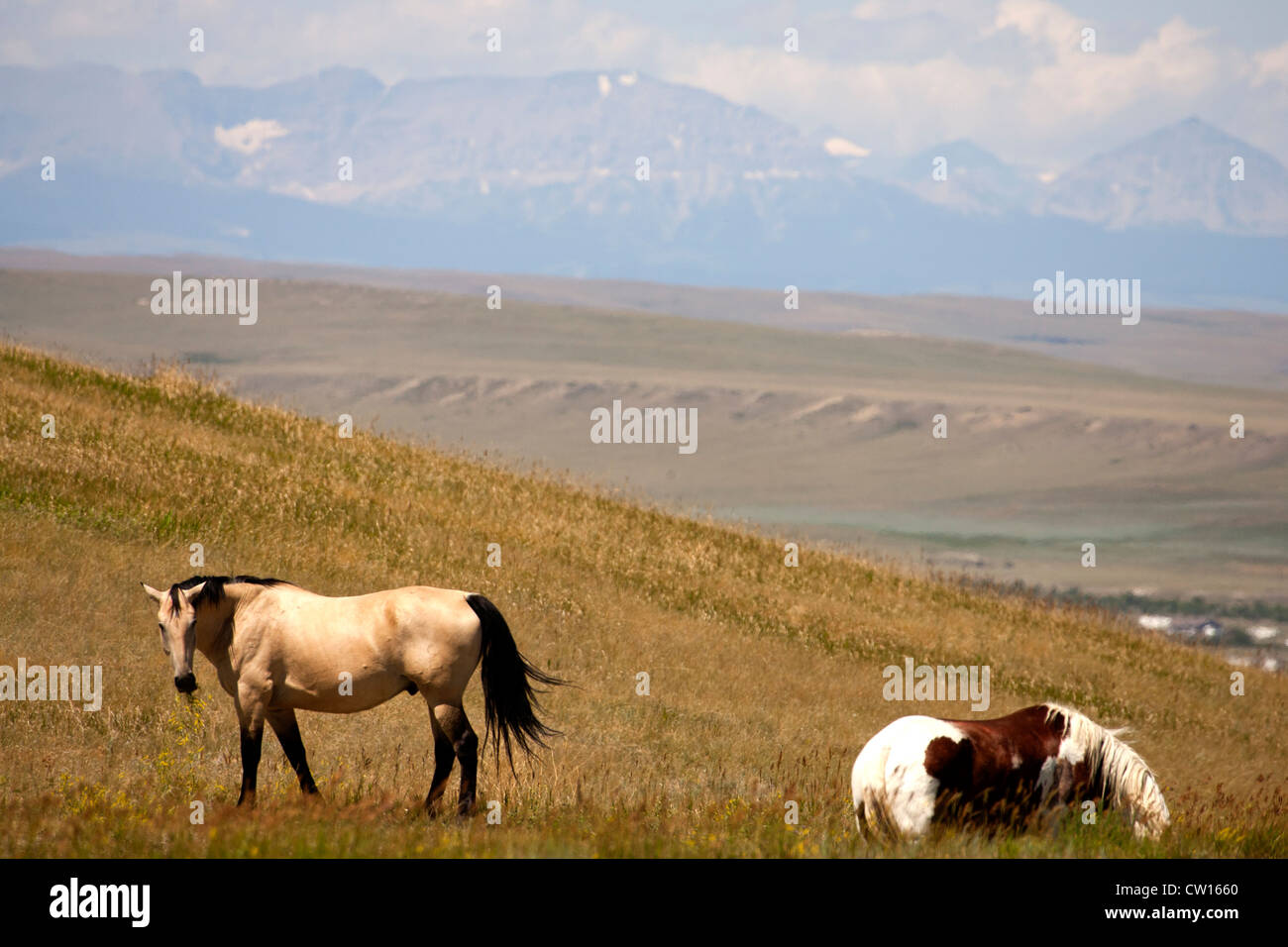 Montana wild horses Stock Photo