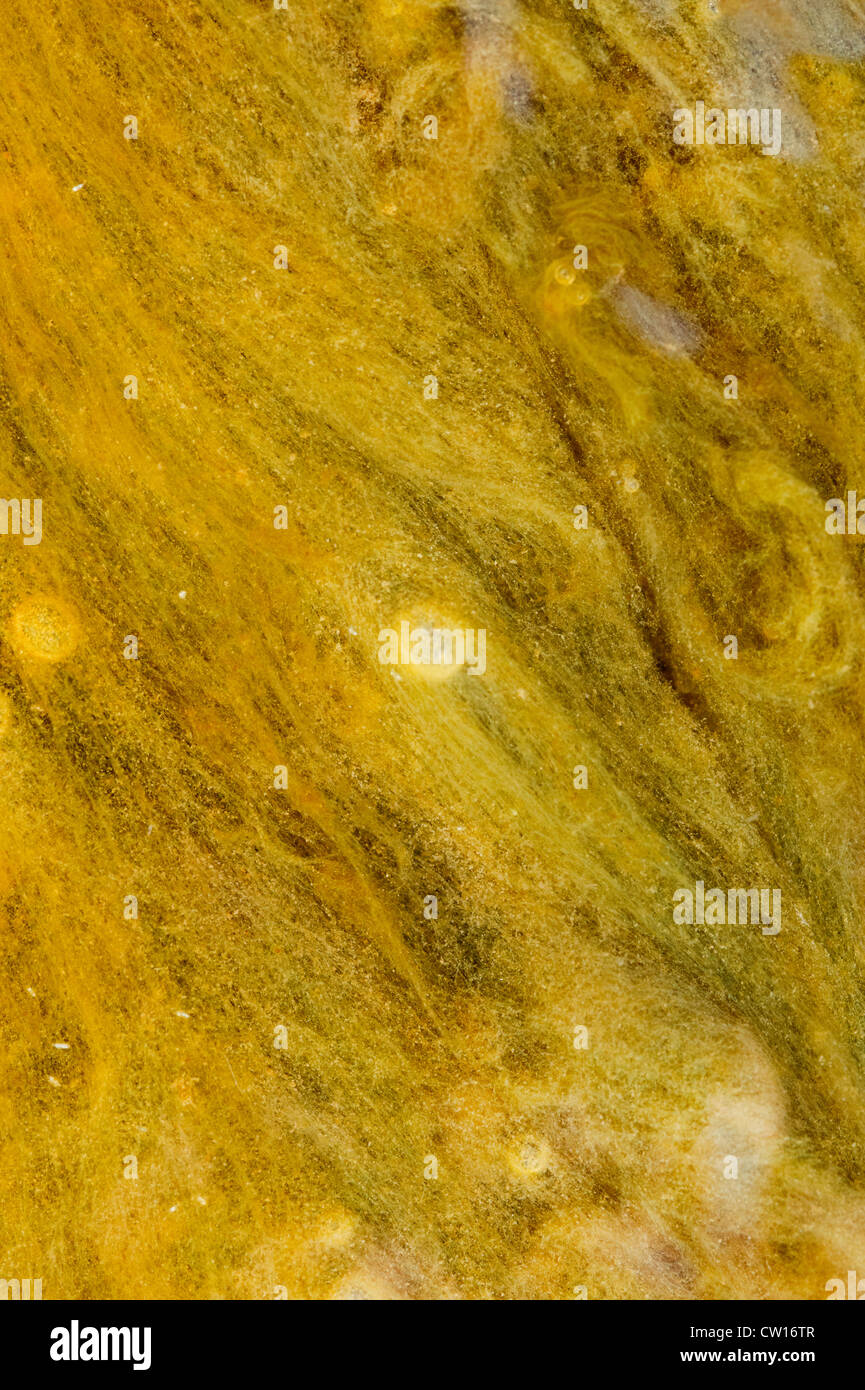 Algae  Stock Photo