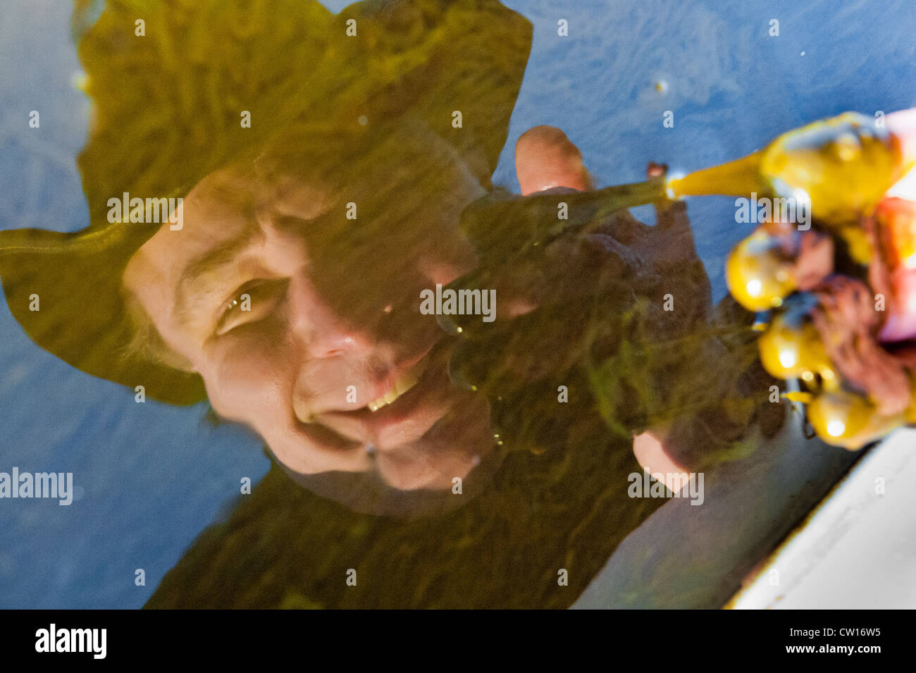 Scientist gives algae demonstration Stock Photo