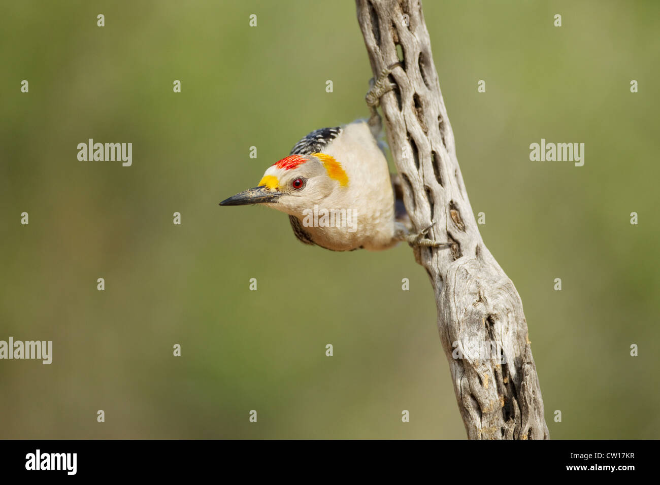Golden-fronted Woodpecker Centurus aurifrons South Texas. USA BI022964 Stock Photo