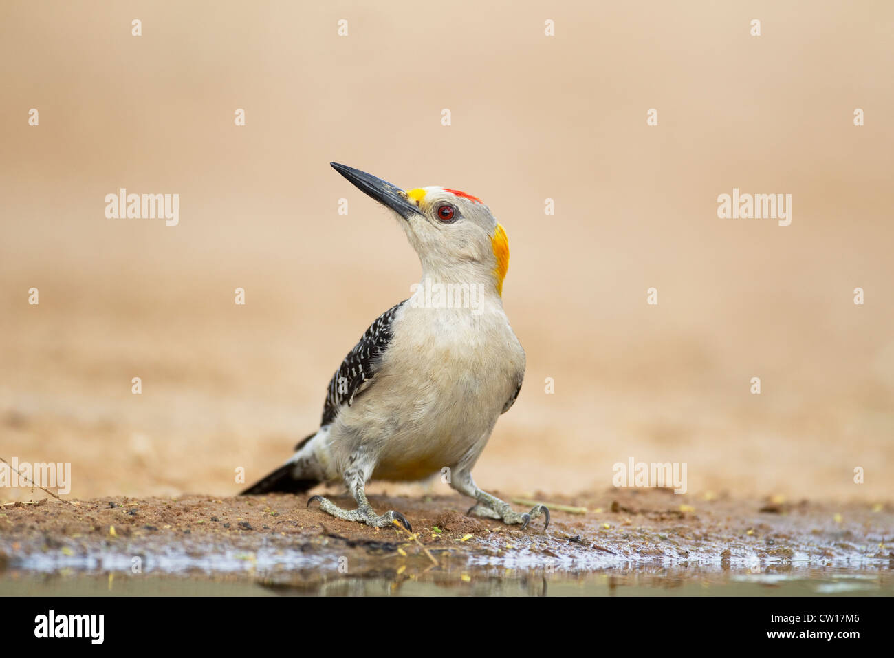 Golden-fronted Woodpecker - at drinking pool Centurus aurifrons South Texas. USA BI022965 Stock Photo