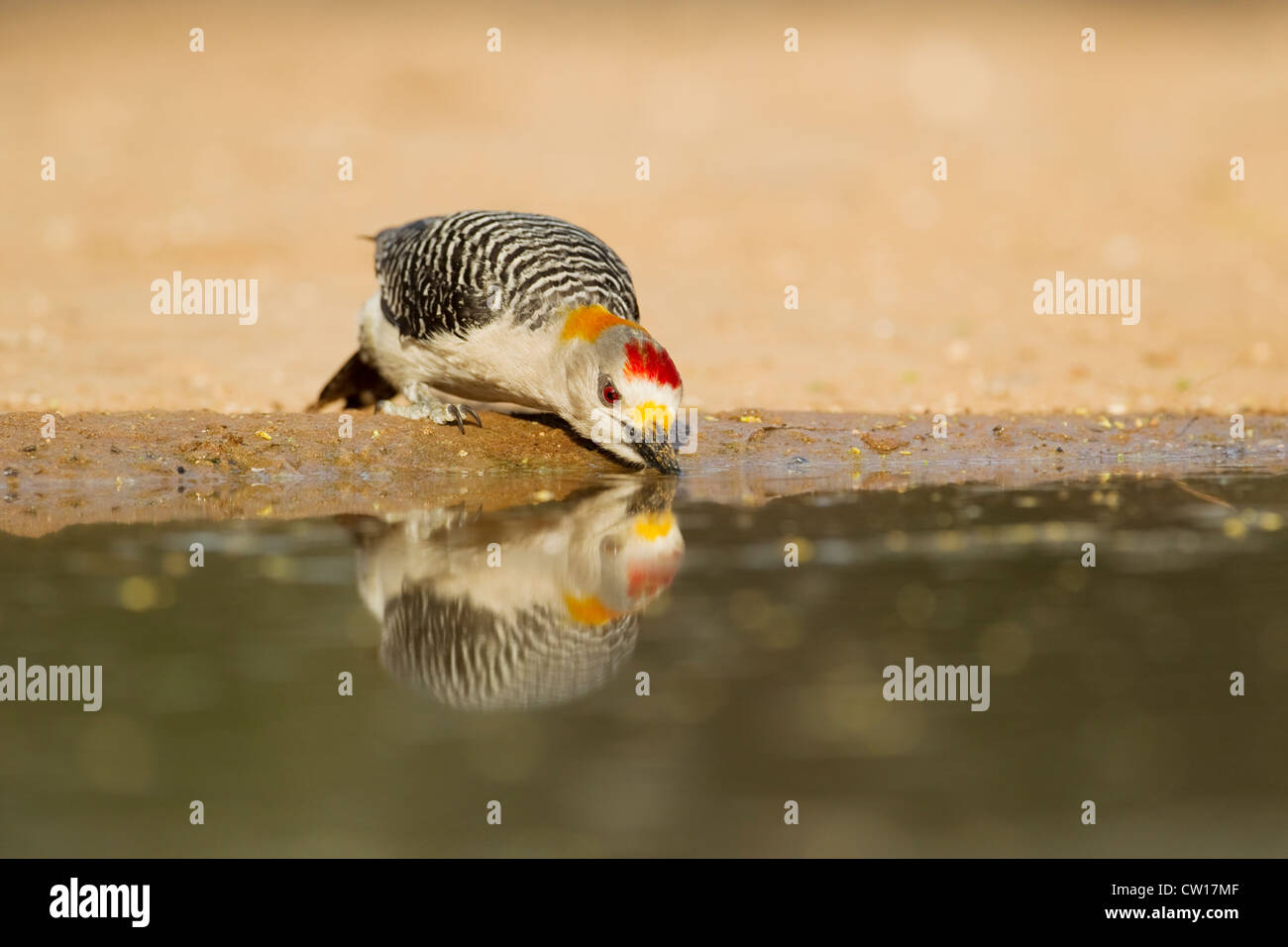 Golden-fronted Woodpecker - at drinking pool Centurus aurifrons South Texas. USA BI022968 Stock Photo
