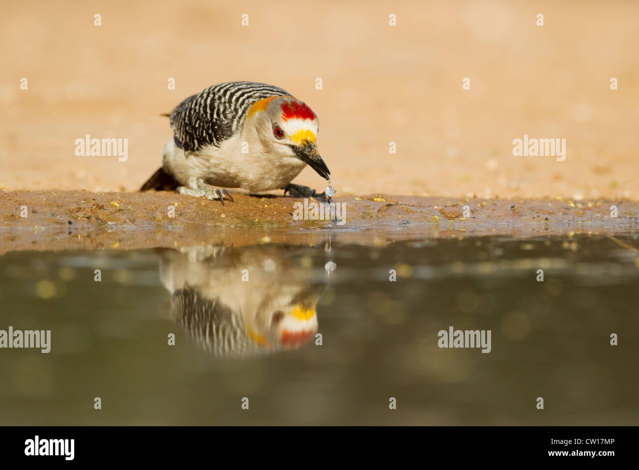 Golden-fronted Woodpecker - at drinking pool Centurus aurifrons South Texas. USA BI022969 Stock Photo