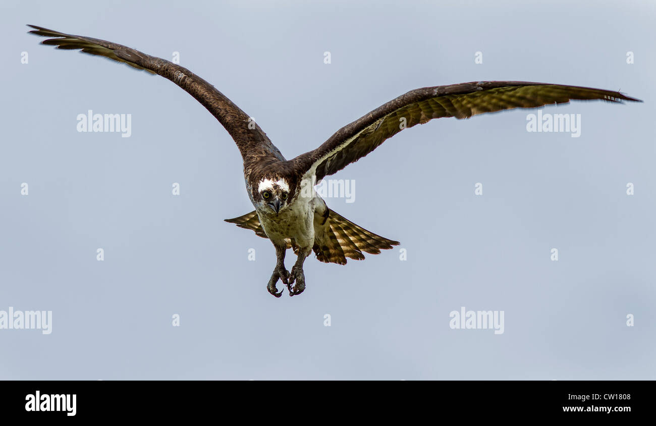 osprey in mid flight with wings outstretched Stock Photo - Alamy