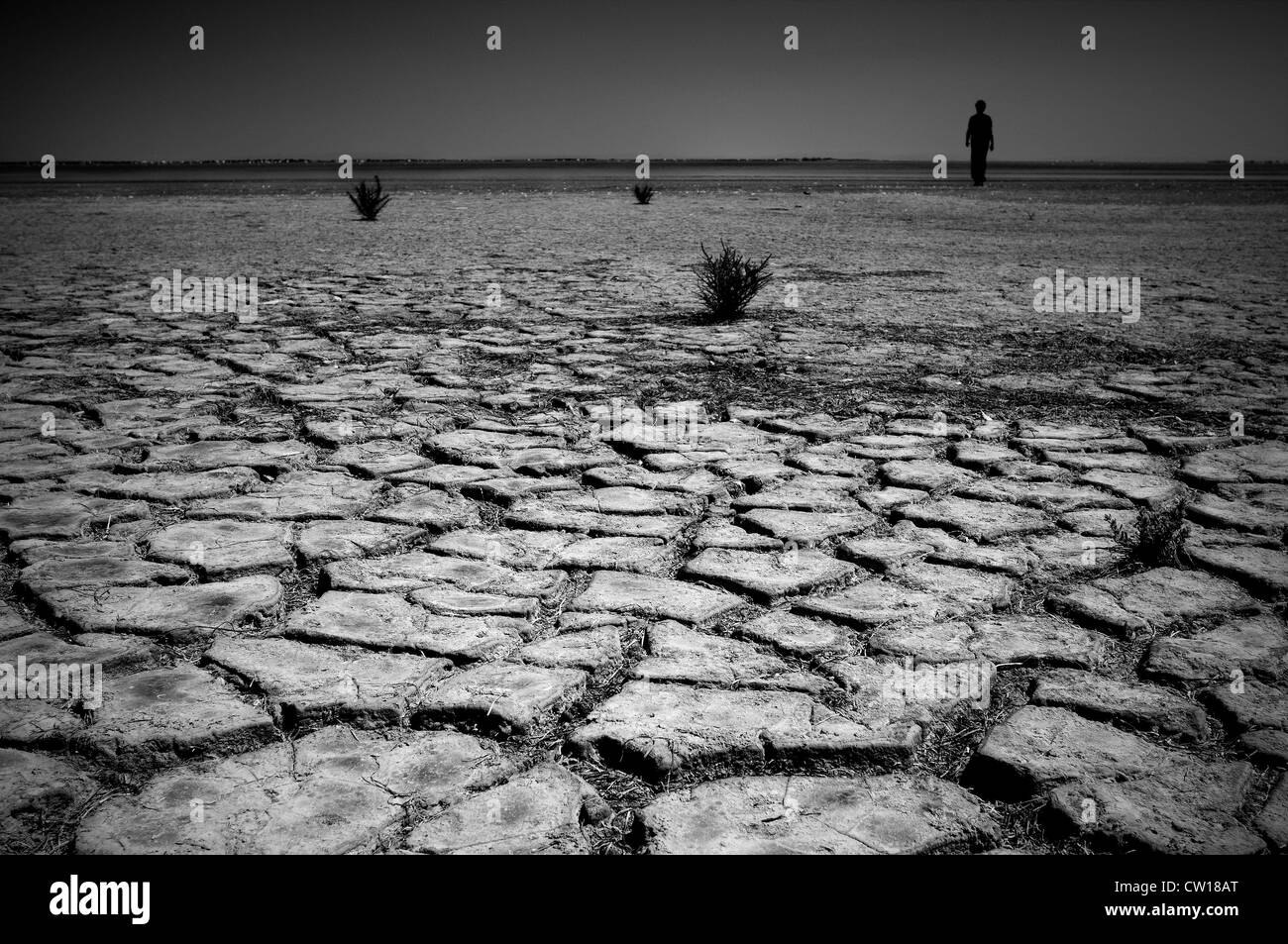 Cracked desert surface Stock Photo