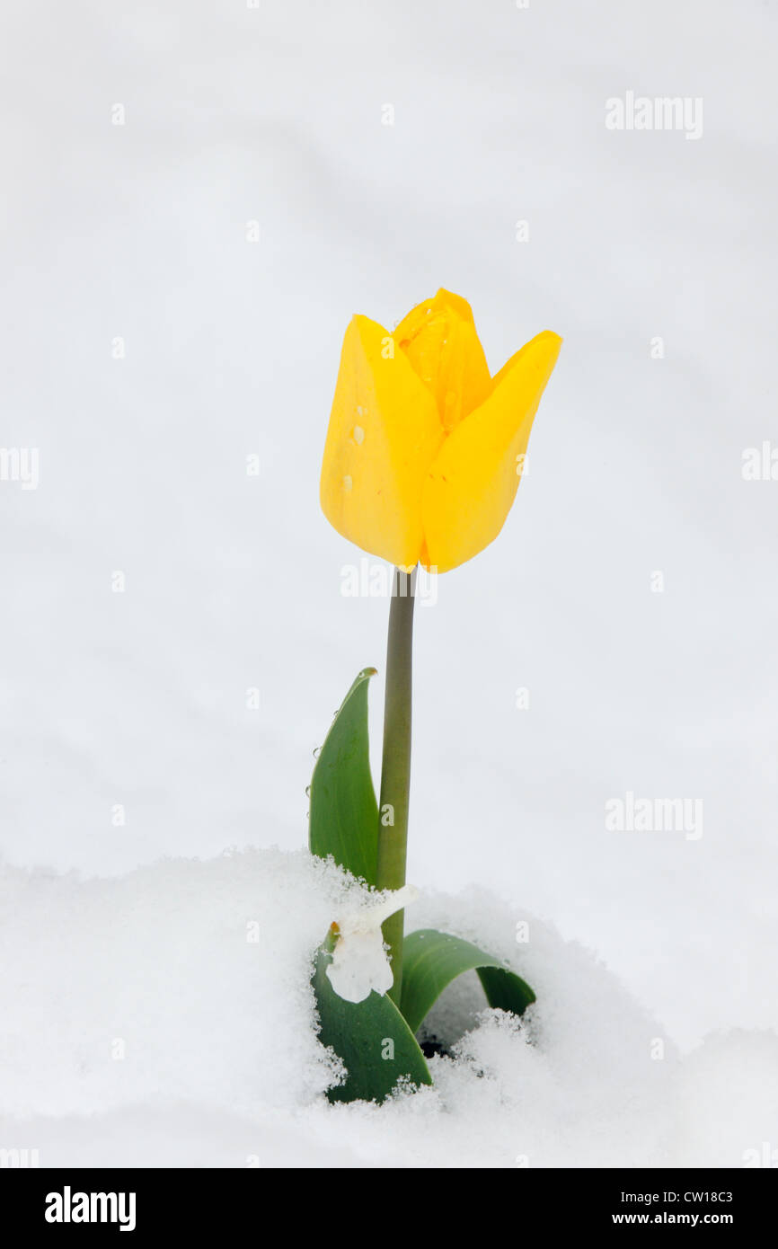 Tulip flowers in spring snowstorm, Greater Sudbury, Ontario, Canada Stock Photo