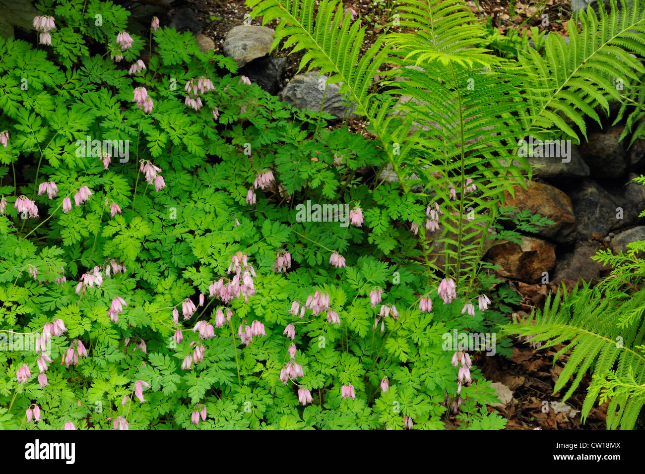 Western bleeding heart and fern- informal garden setting, Greater Sudbury, Ontario, Canada Stock Photo