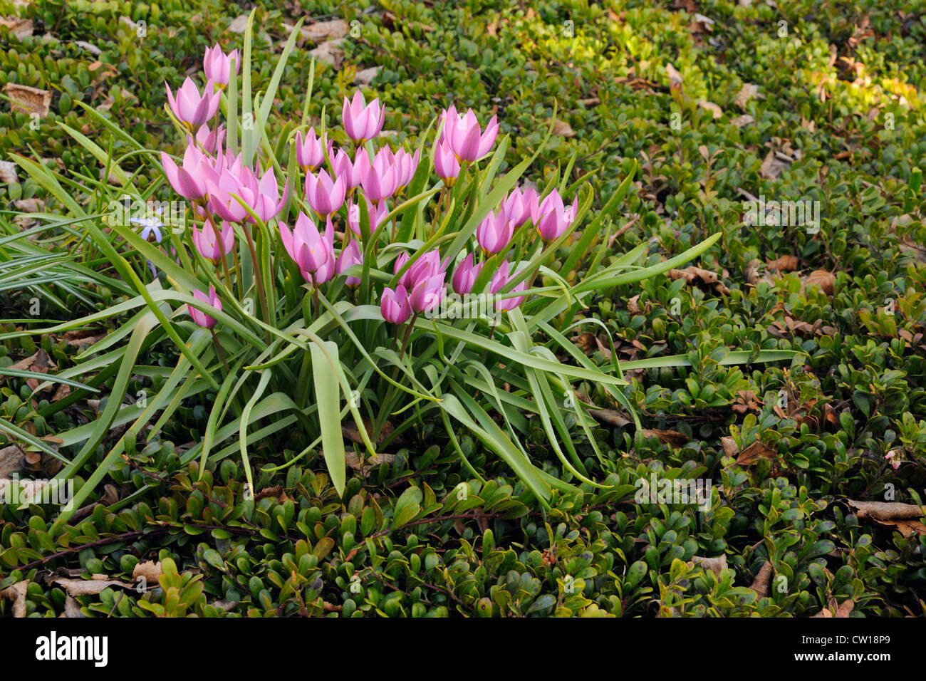 Tulipa pulchella humilis, Greater Sudbury, Ontario, Canada Stock Photo
