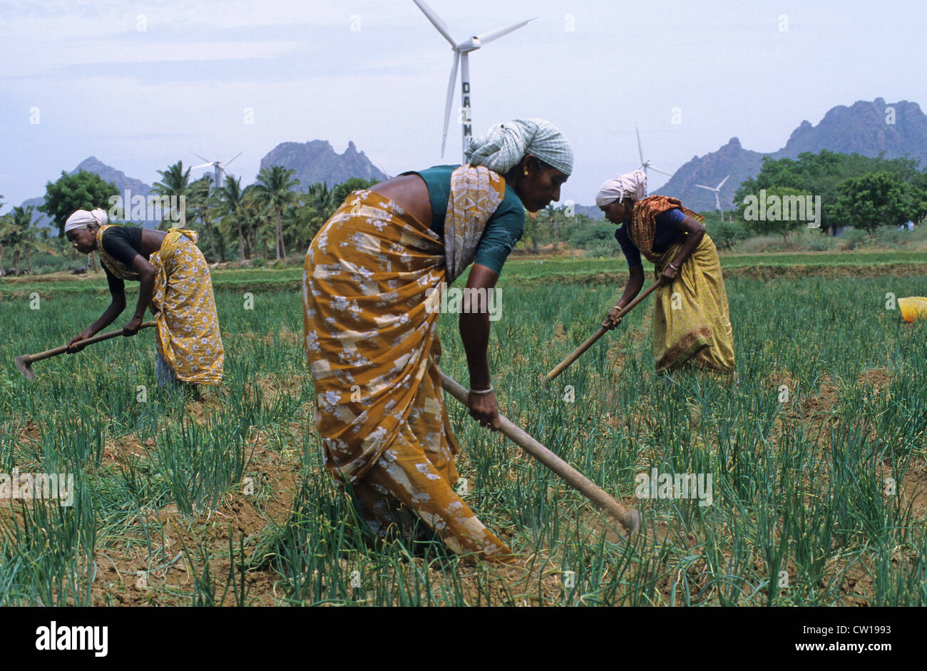 INDIA Tamil Nadu Kannyakumari Cape Comorin , windfarm with large wind