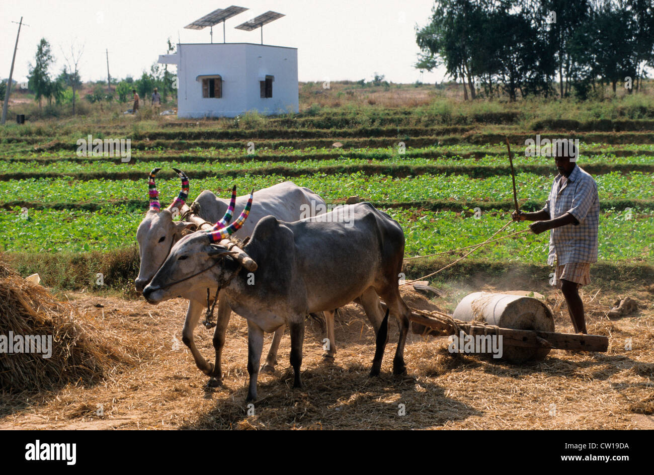 INDIA farmer trashes grain with two ox connected with wooden yoke, behind Photovoltaic panel at farm house near Bangalore Stock Photo