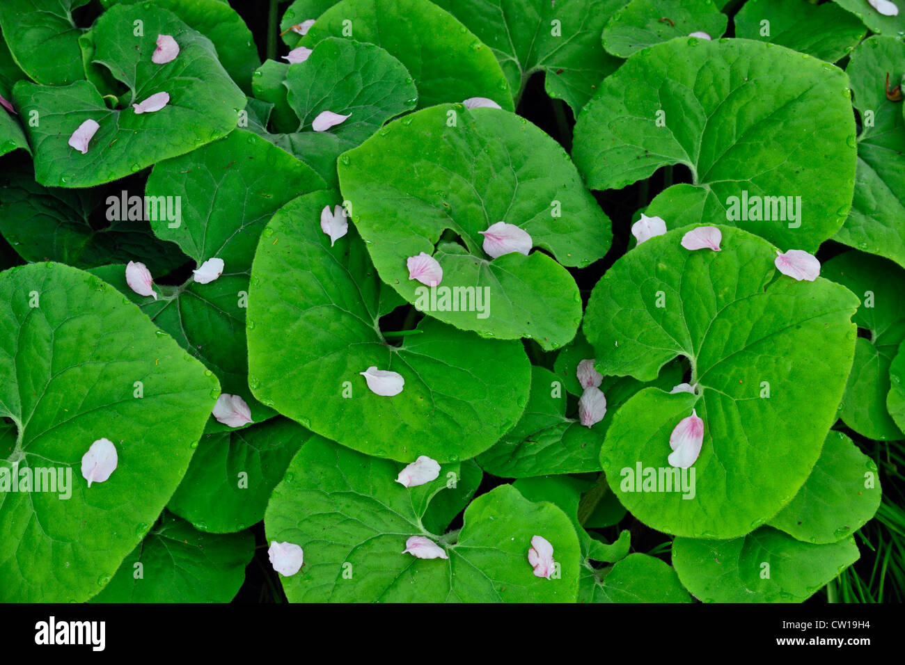 Iowa Wildflower Wednesday: Wild ginger - Bleeding Heartland, image size:1300x956