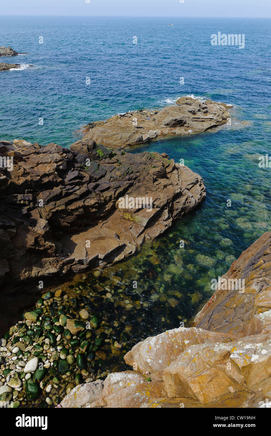 SEA SLUG IN ROCK POOL Jersey. Channel Islands Stock Photo - Alamy