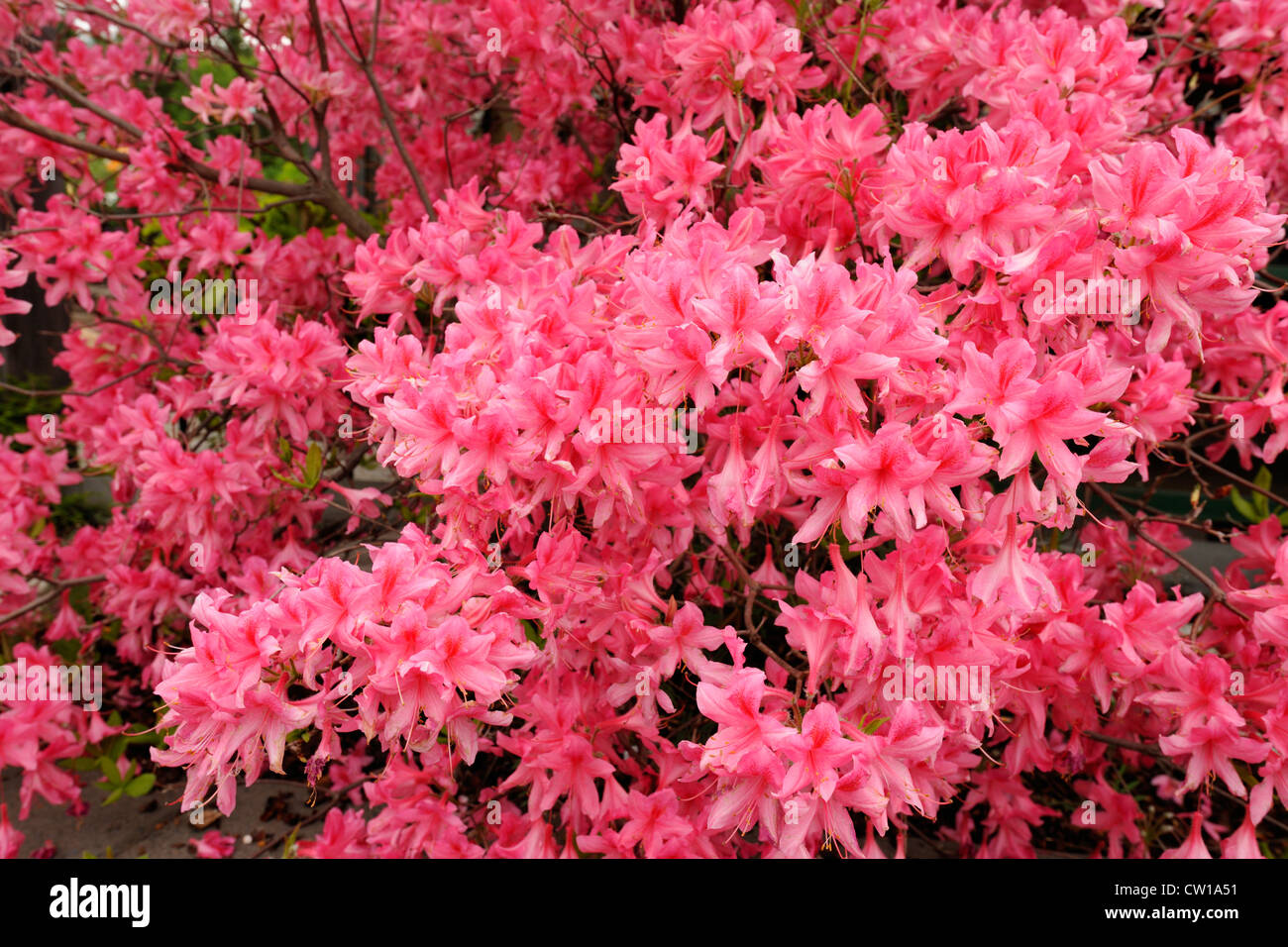 Northern Lights Azalea (Rhododendron 'Northern Lights'), Greater Sudbury, Ontario, Canada Stock Photo