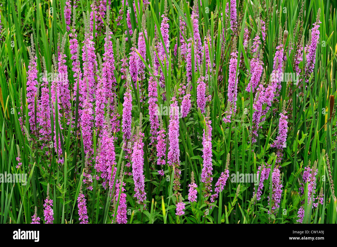 Purple loosestrife (Lythrum salicaria), Greater Sudbury, Ontario, Canada Stock Photo