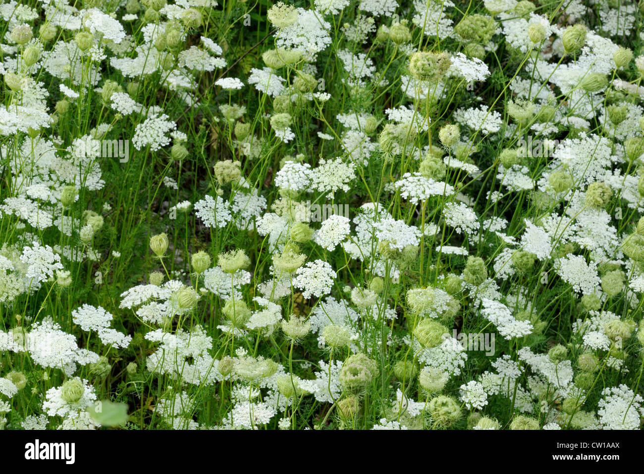 Queen Anne's lace (Daucus carota) Flower heads, Greater Sudbury, Ontario, Canada Stock Photo