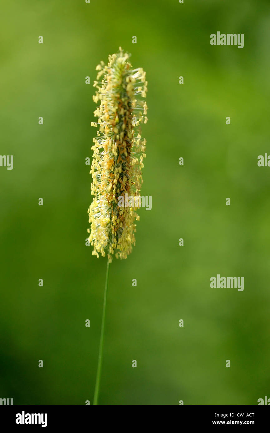 Timothy (Phleum pratense) Flower head releasing pollen, Greater Sudbury