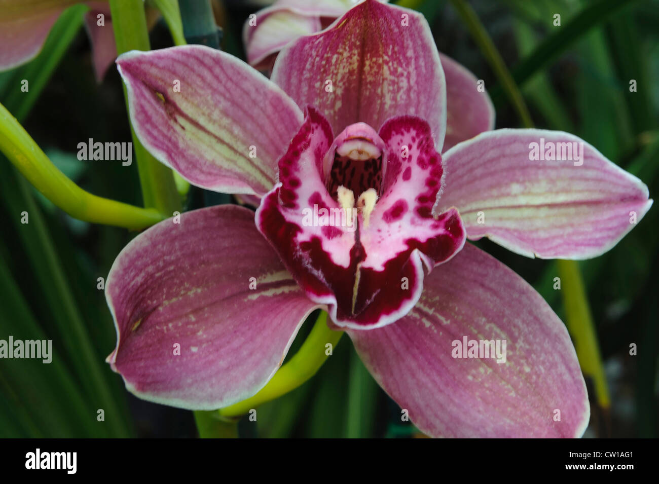 Orchid in Eric Young Orchid Foundation, Isle of Jersey, Channel Island  Stock Photo - Alamy