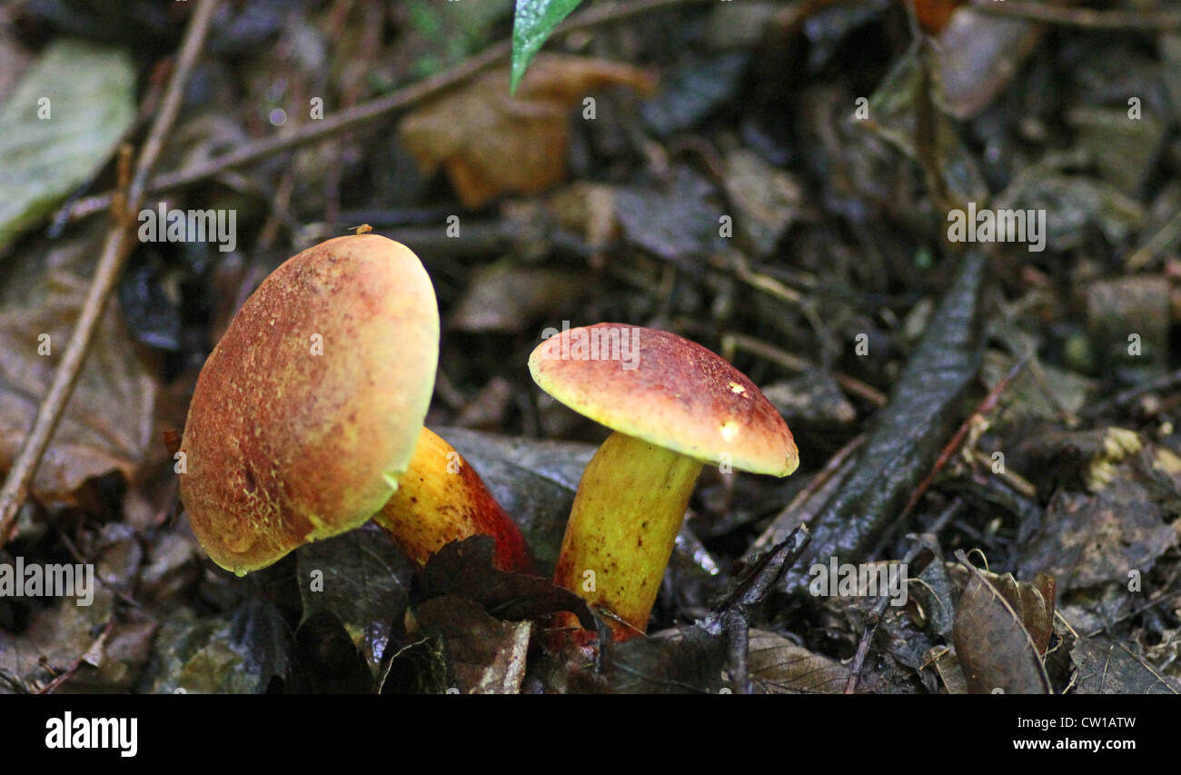 Two bolete mushrooms in the woods. Stock Photo