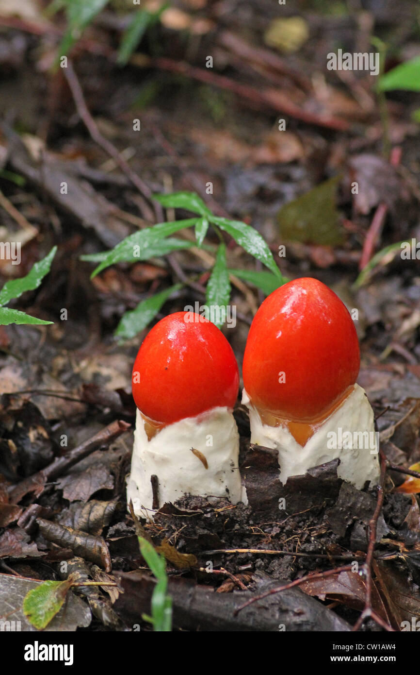 Two Caesar's mushrooms erupt from the forest floor. Stock Photo
