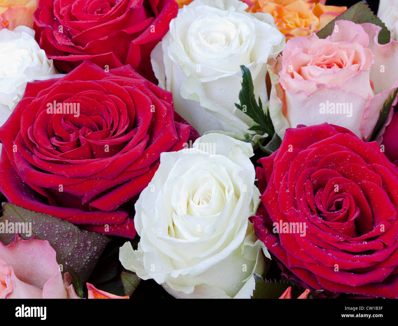 several many-colored roses close up Stock Photo - Alamy