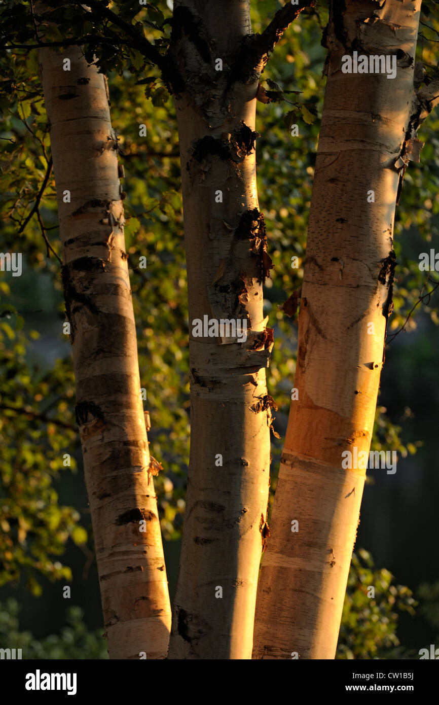 Betula papyrifera (Canoe Birch, Kenai Birch, Mountain Paper Birch,  Paperbark birch, Paper Birch, White Birch)