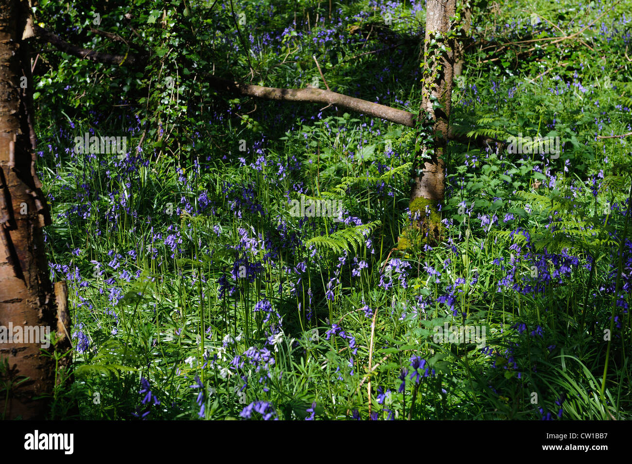 bluebell (Endymion nonscriptus) in Bluebell Wood in Fort Field, Isle of Guernsey, Channel Islands Stock Photo