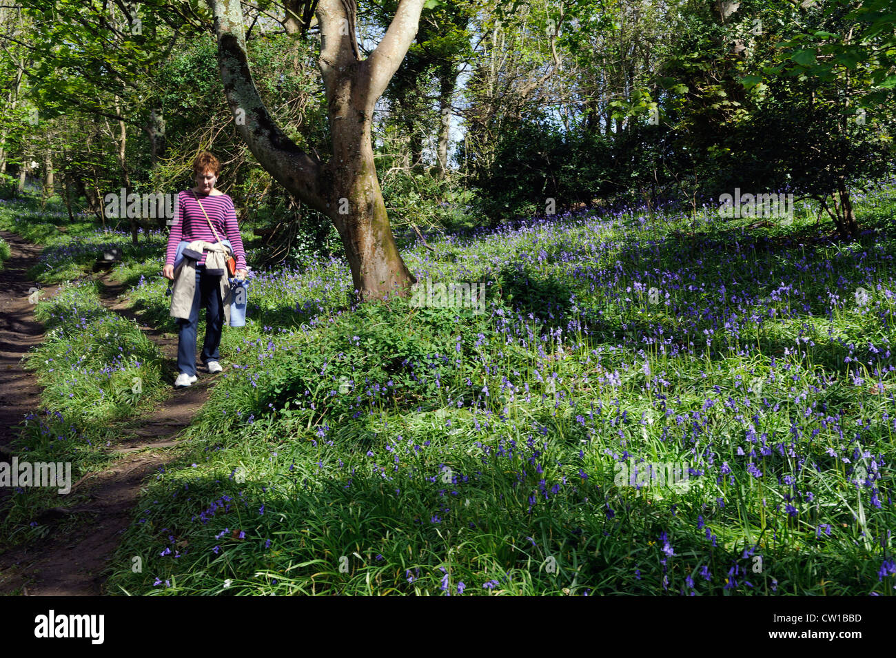 bluebell (Endymion nonscriptus) in Bluebell Wood in Fort Field, Isle of Guernsey, Channel Islands Stock Photo
