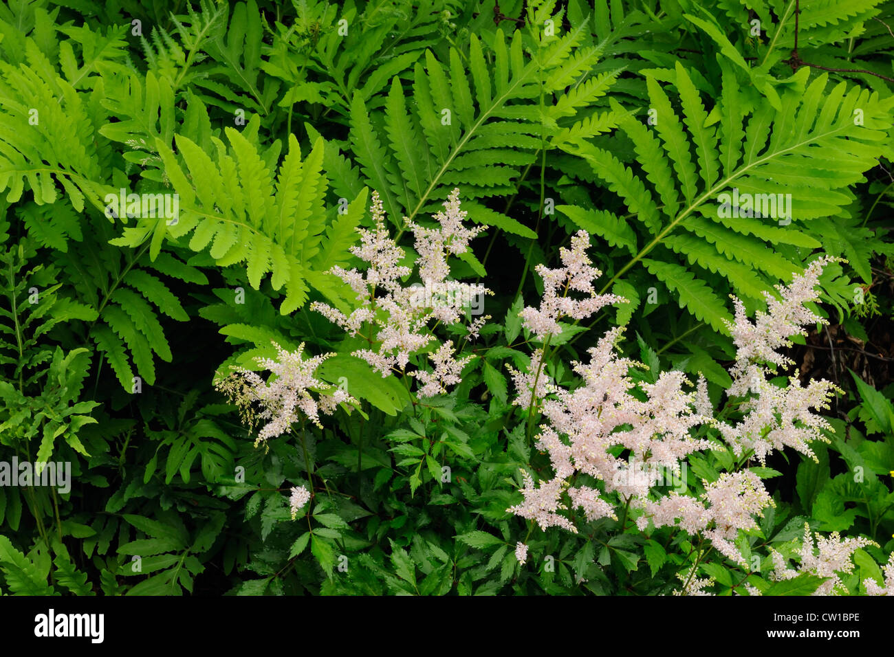 Astilbe and ferns, Greater Sudbury, Ontario, Canada Stock Photo