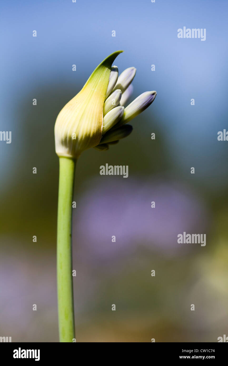 Agapanthus flower bud opening Stock Photo Alamy