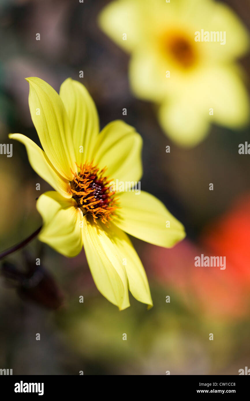 Dahlia 'Knockout' flower Stock Photo