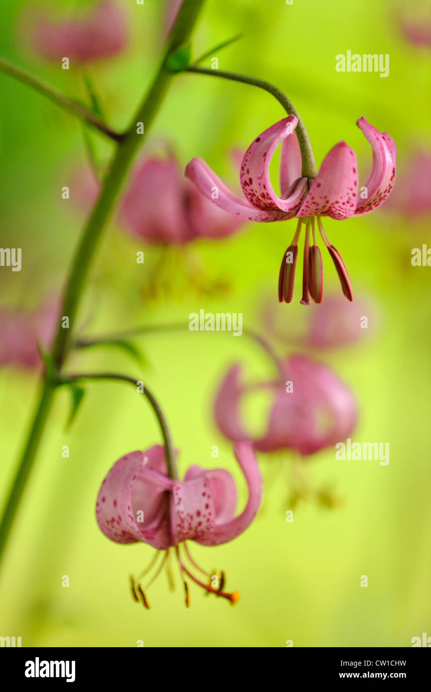 Martagon or Turk's cap lily (Lilium martagon) Pink variant, Greater Sudbury, Ontario, Canada Stock Photo
