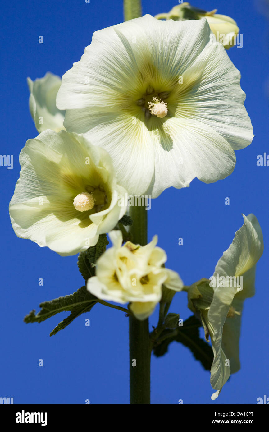 Hollyhock  'Halo White' Alcea rosea Althaea rosea Stock Photo