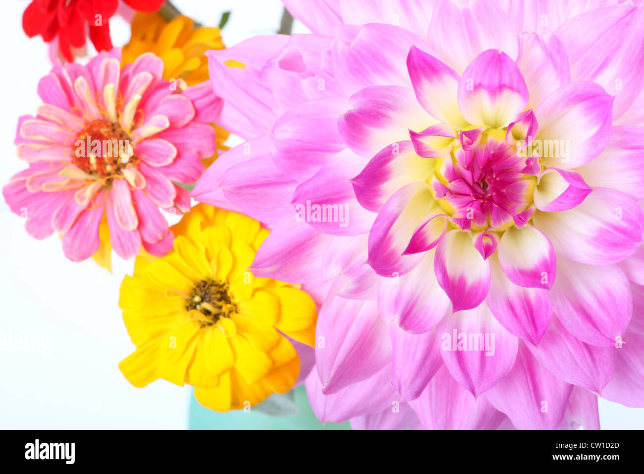 Closeup of a large dinner plate dahlia and some zinnias in a vase Stock Photo Alamy