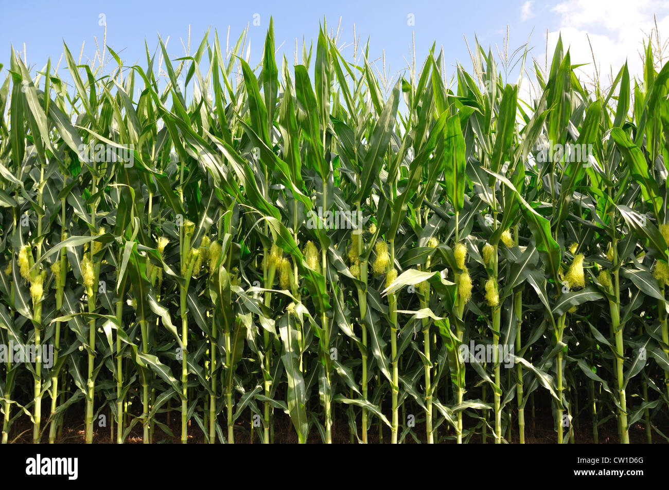 Pennsylvania farm vegetables hi-res stock photography and images - Alamy